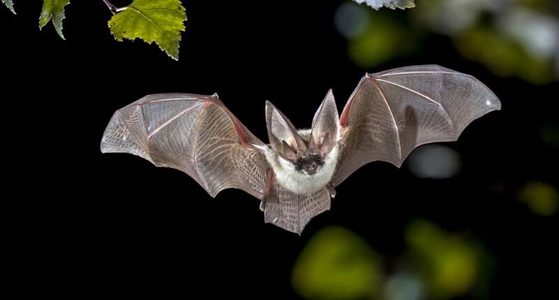 California neighborhood on alert after bat found near sidewalk tests positive for rabies virus