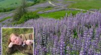 California park highlights wildflowers despite recent bloom vandalism
