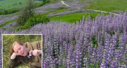 California park highlights wildflowers despite recent bloom vandalism