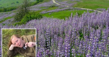 California park highlights wildflowers despite recent bloom vandalism