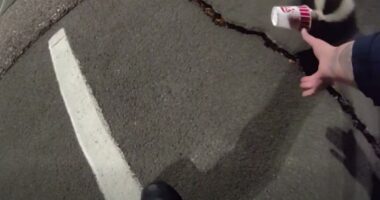 Colorado police help unlucky skunk stuck in a cup