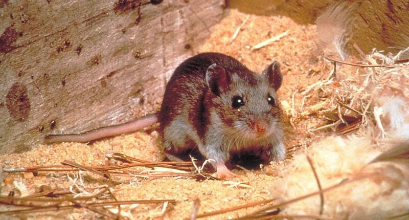 Colorado resident NOT on cruise ship dies of hantavirus