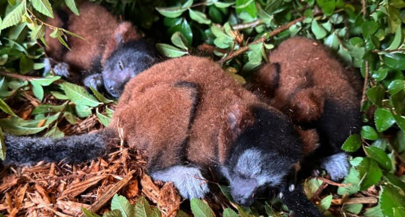 Critically endangered lemur gives birth to rare set of triplets at Georgia zoo