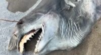 Dead creature with 'needle teeth' washes up on beach: Do you know it?