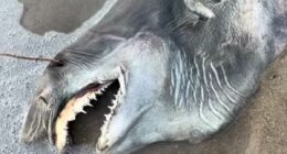 Dead creature with 'needle teeth' washes up on beach: Do you know it?