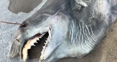 Dead creature with 'needle teeth' washes up on beach: Do you know it?