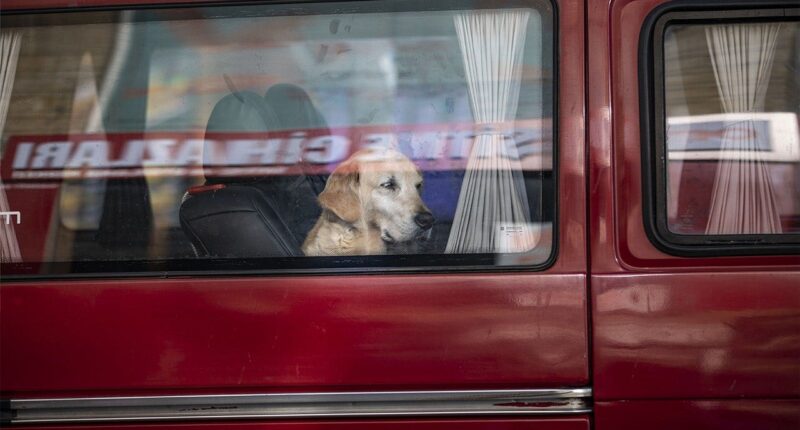 Dog accidentally fires shotgun, striking woman yards away during chaotic gas station stop