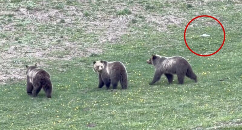 Drone operator harasses mama grizzly and cubs at Yellowstone