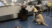 Drug dog sits next to suitcase at Sydney Airport, sparking major find