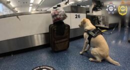 Drug dog sits next to suitcase at Sydney Airport, sparking major find