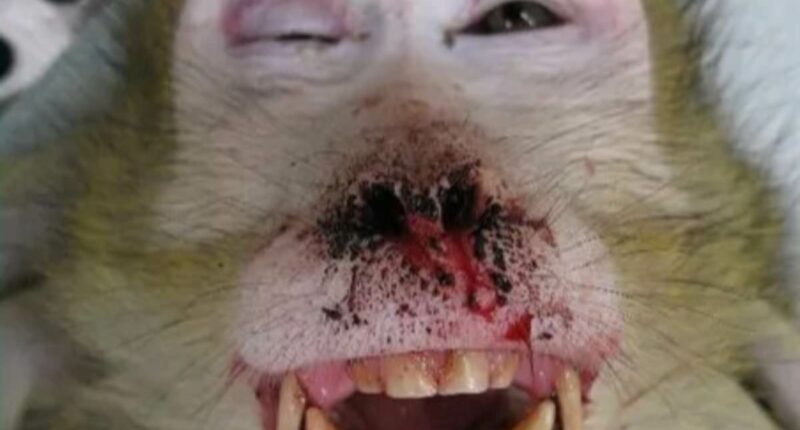 Ebola fears spark probe into infected monkey bite at research lab