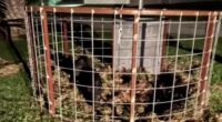 Edgewater talks ‘Toilet to Tap’ and feral hogs