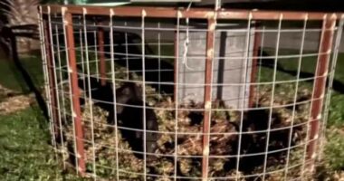 Edgewater talks ‘Toilet to Tap’ and feral hogs