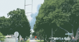 Smoke between trees