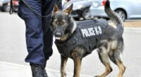 Feel-Good Friday: Powerhouse K-9s, and a Tearful Reunion, Are Your Weekend Palate Cleansers