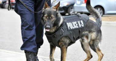 Feel-Good Friday: Powerhouse K-9s, and a Tearful Reunion, Are Your Weekend Palate Cleansers