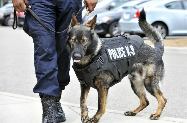 Feel-Good Friday: Powerhouse K-9s, and a Tearful Reunion, Are Your Weekend Palate Cleansers