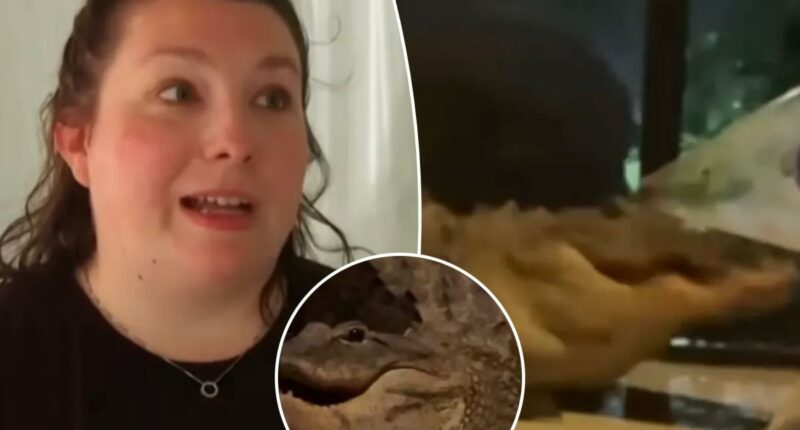 Florida mom catches two alligators fighting on front porch during mating season