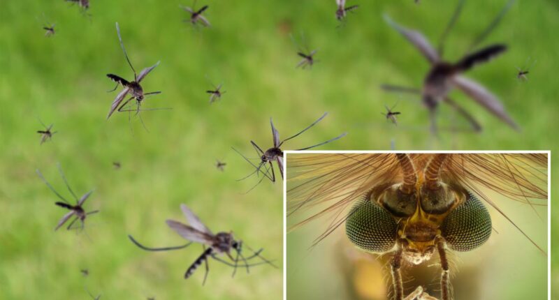 Google planning to release millions of mosquitoes into California to help stop diseases