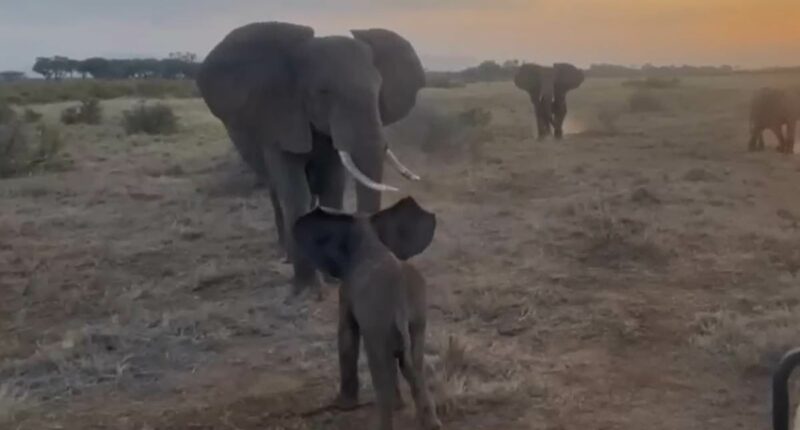 Heartwarming moment lost elephant calf is reunited with family