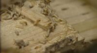 Here’s when these invasive termites may put all of Florida at risk, experts warn