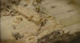 Here’s when these invasive termites may put all of Florida at risk, experts warn
