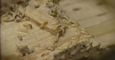 Here’s when these invasive termites may put all of Florida at risk, experts warn