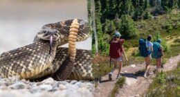 Hiker airlifted after terrifying rattlesnake bite on remote trail as incidents surge in area