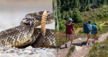Hiker airlifted after terrifying rattlesnake bite on remote trail as incidents surge in area