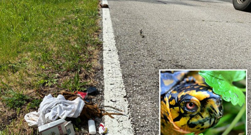 Indiana man seen dancing in roadway while cradling rare turtle arrested on drug charges