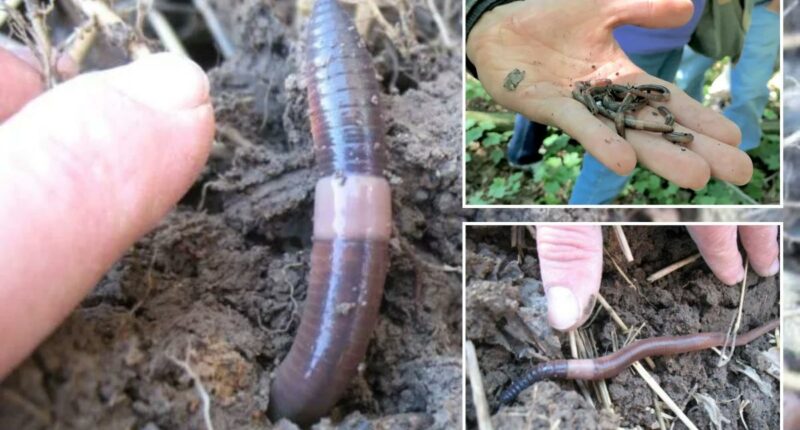 Invasive Asian jumping worms inching across US to New York, New Jersey and Connecticut