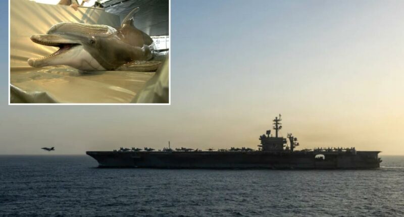 Iran eyeing mine-carrying dolphins to attack US warships in Strait of Hormuz