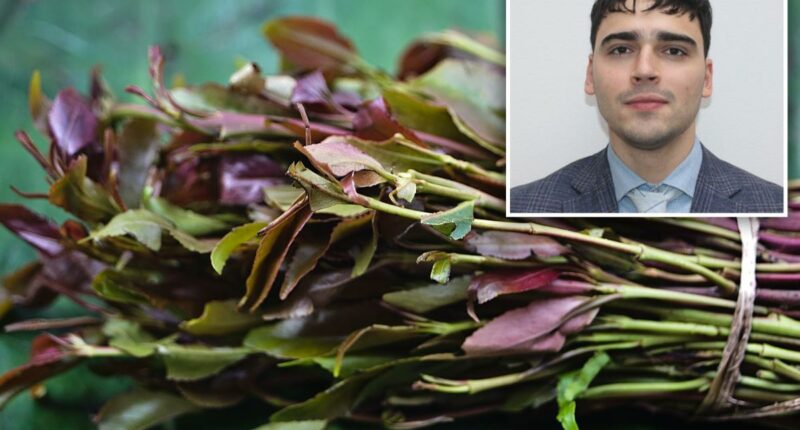 Khat user accuses NYC cops of illegal cavity search of his mouth: police union