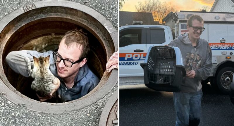 Kitten rescued after days in Massapequa sewer as cat-astrophe averted