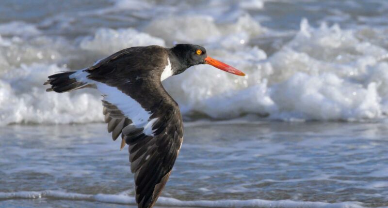 Large stretch of Jersey Shore beach roped off to protect birds ahead of Memorial Day weekend