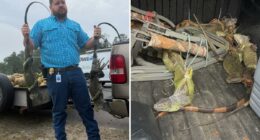 Leapin' lizards! Cops stop man with 13 zip-tied iguanas inside vehicle