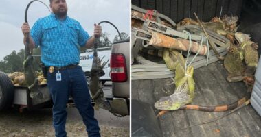 Leapin' lizards! Cops stop man with 13 zip-tied iguanas inside vehicle