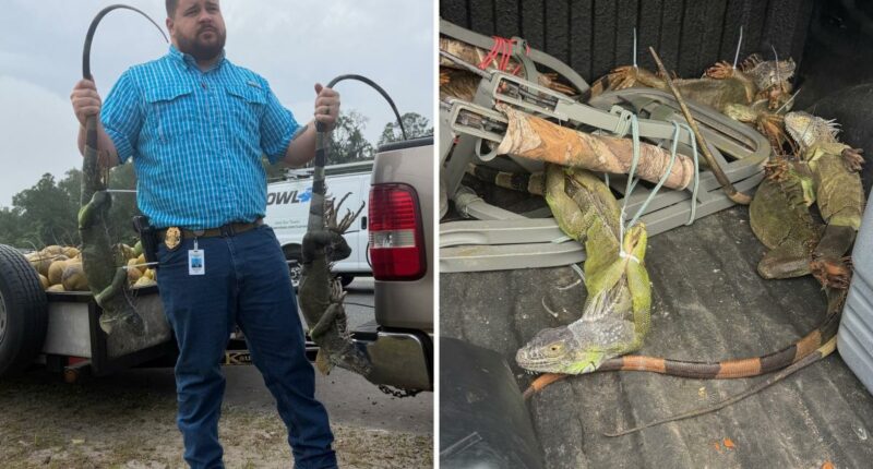 Leapin' lizards! Cops stop man with 13 zip-tied iguanas inside vehicle