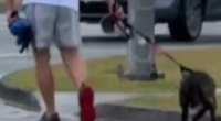 Man charged after dog appears to be abused on busy commute