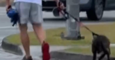 Man charged after dog appears to be abused on busy commute