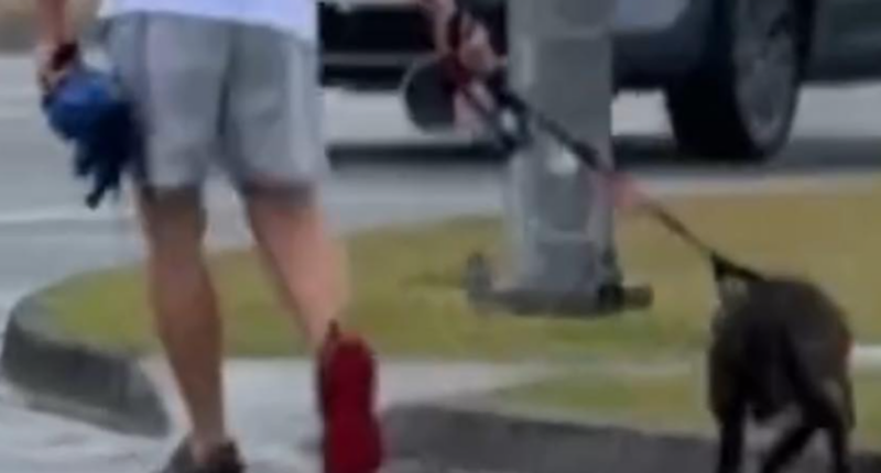 Man charged after dog appears to be abused on busy commute