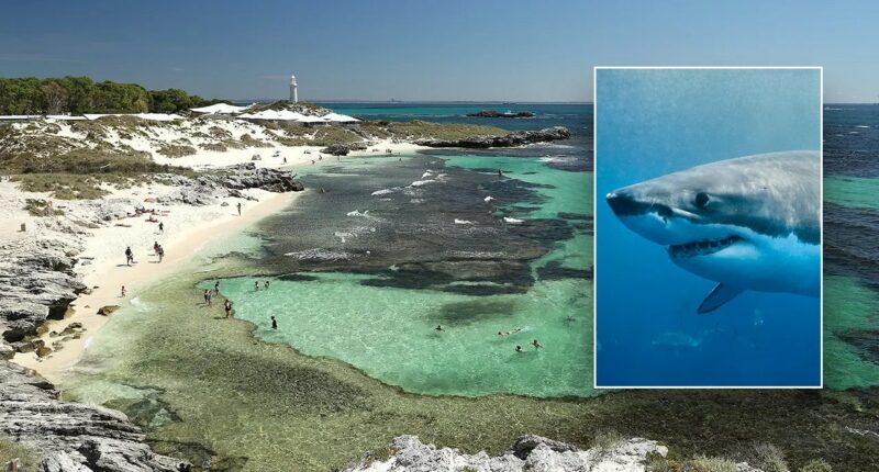 Man dies after attack by 13-foot great white shark near popular island resort: officials