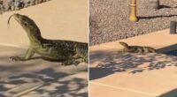 Man discovers giant lizzard swimming in his backyard pool