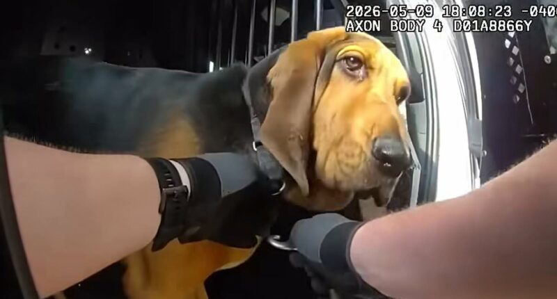 Moment hero police dog hunts out missing 96-year-old in dense forest
