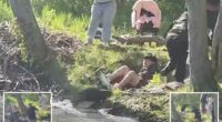 NJ beaver that attacked boy tests positive for rabies