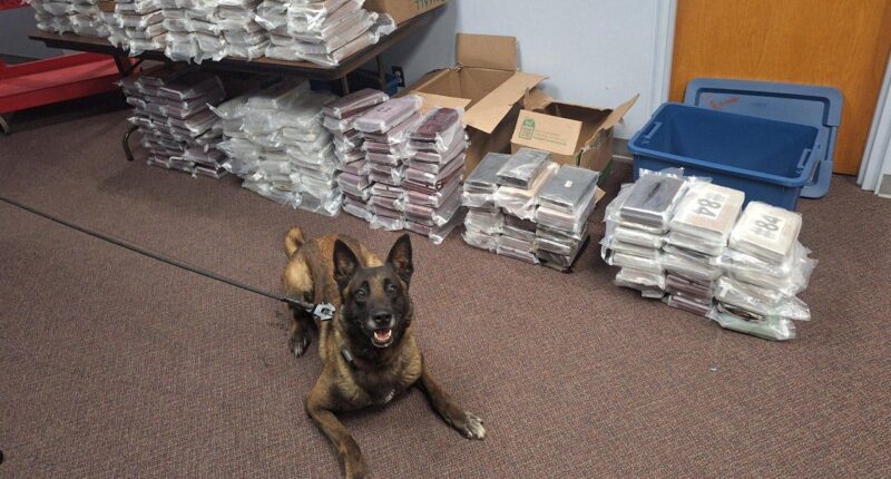 Nebraska K9 sniffs out 525 pounds of cocaine during routine traffic stop, leading to California man's arrest