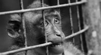 Neuralink employee brutally attacked by virus-infected monkeys during Elon Musk's brain implant experiments, lawsuit claims... as experts issue urgent health warning