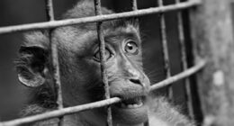 Neuralink employee brutally attacked by virus-infected monkeys during Elon Musk's brain implant experiments, lawsuit claims... as experts issue urgent health warning