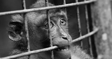 Neuralink employee brutally attacked by virus-infected monkeys during Elon Musk's brain implant experiments, lawsuit claims... as experts issue urgent health warning