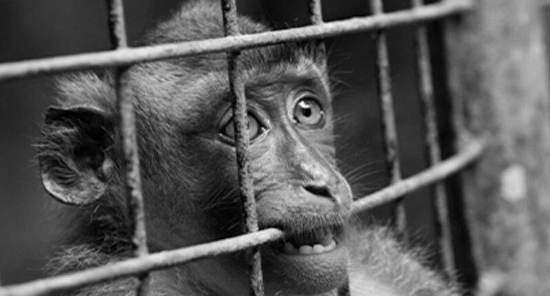 Neuralink employee brutally attacked by virus-infected monkeys during Elon Musk's brain implant experiments, lawsuit claims... as experts issue urgent health warning
